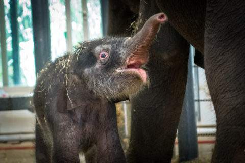 PHOTOS: Here are all animals born at the Houston Zoo in 2020